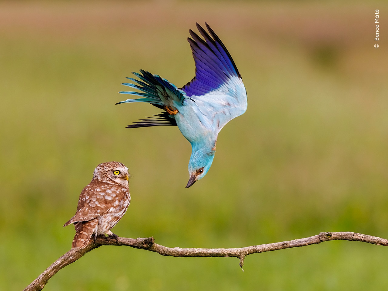 A European roller defends its territory from a bemused-looking little owl 