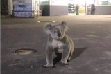 A male koala at a service station in Appin