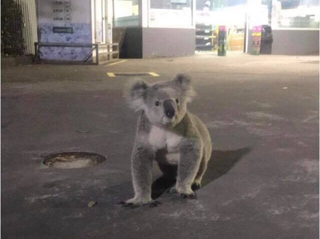 A male koala at a service station in Appin