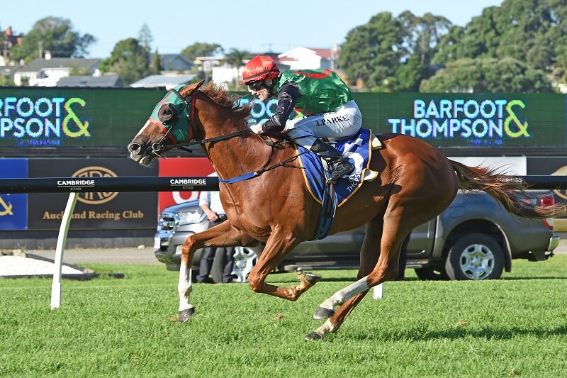 Melbourne Cup 2021: Field, Horses, Form Guide And Finishing Order - ABC ...