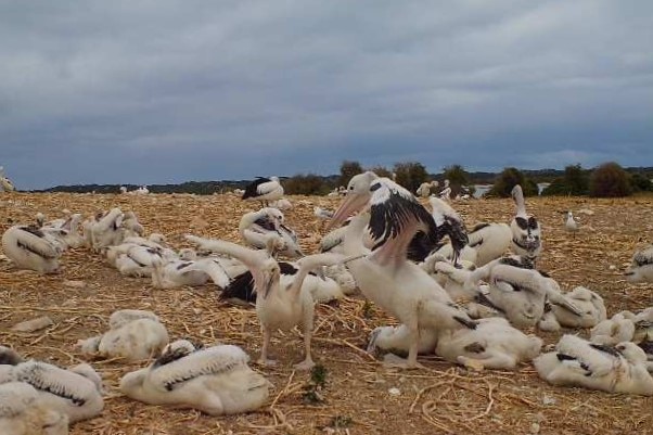 a few adult pelicans surrounded by lots of chicks