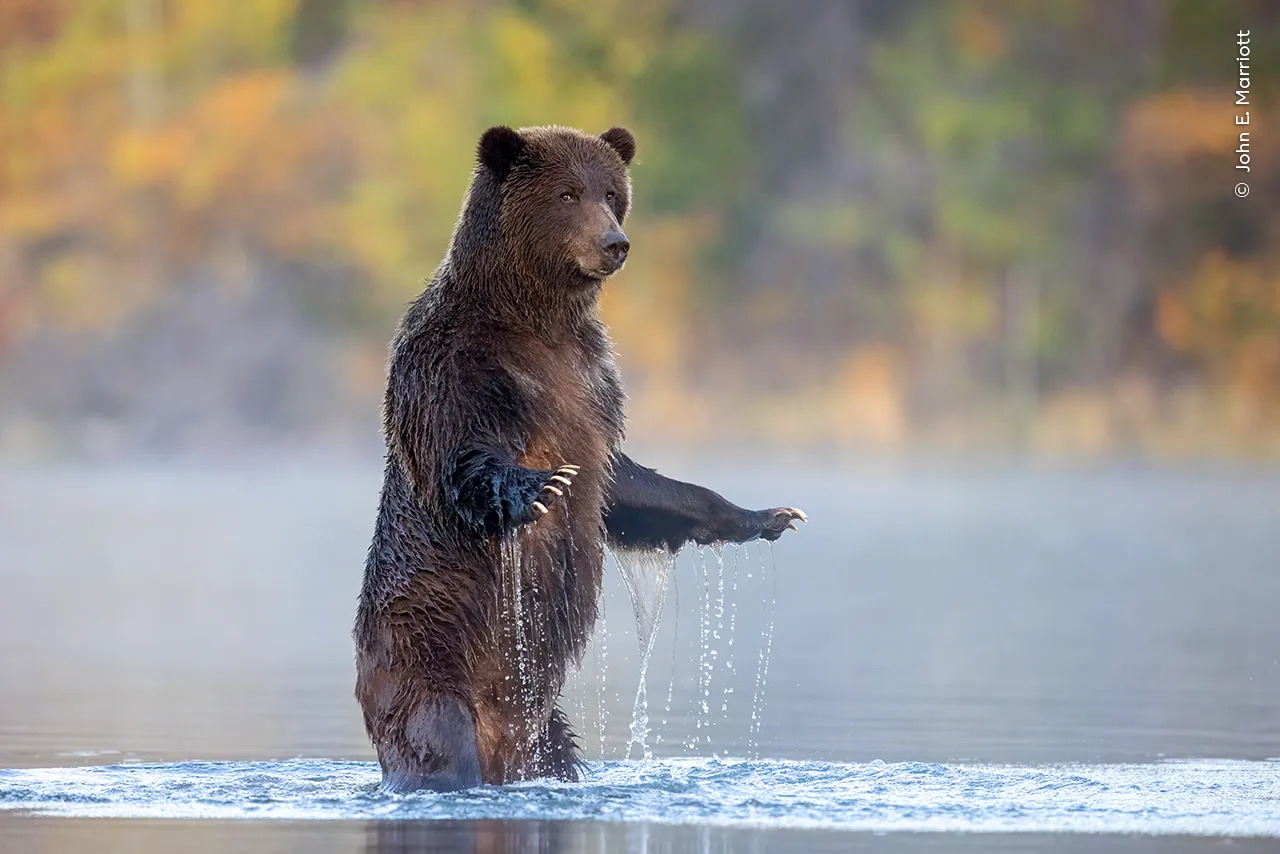A grizzly bear is seen salmon fishing in Canada's Chilko River.