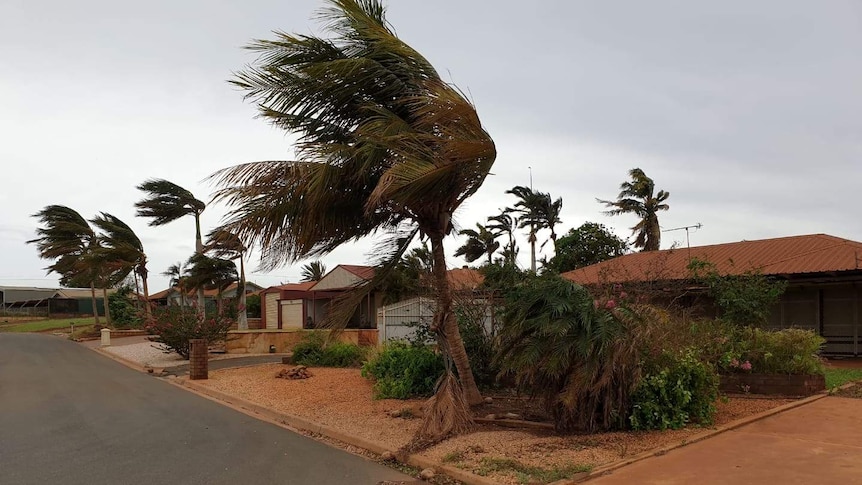 Trees blowing in the wind in Dampier from Cyclone Veronica