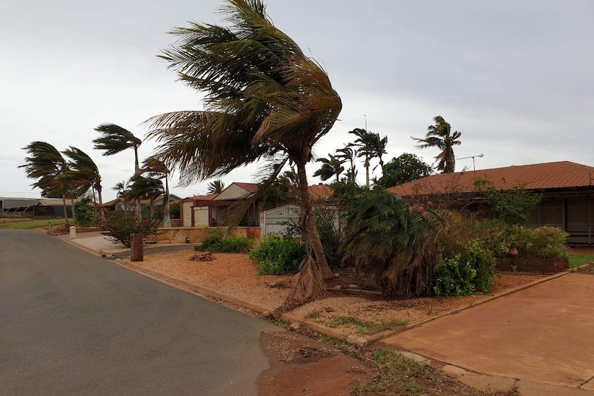 Trees blowing in the wind in Dampier from Cyclone Veronica