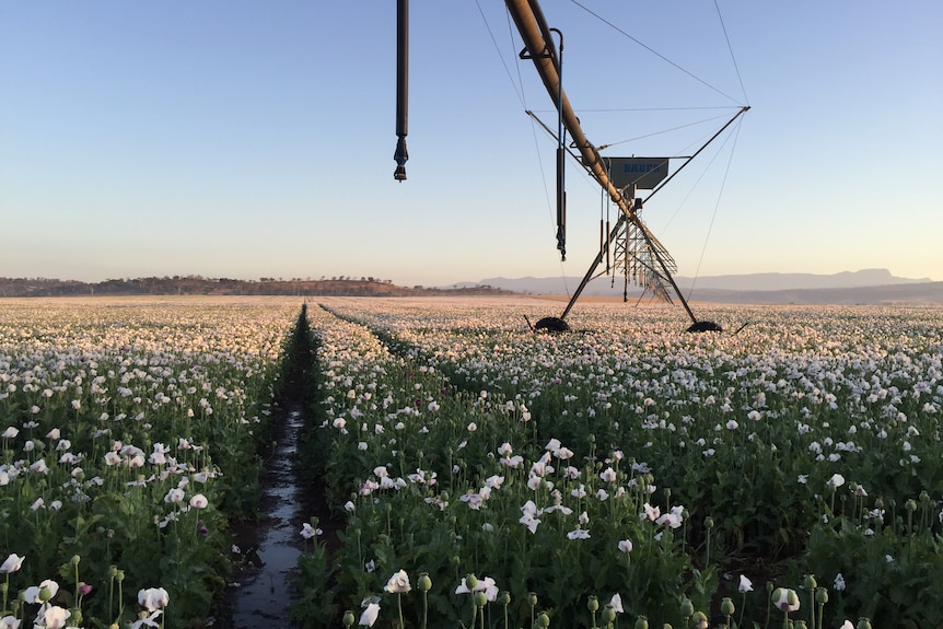 A center pivot irrigator sits idle above a field of white flowers, the sun is starting to rise.  