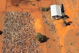 Outback goat muster