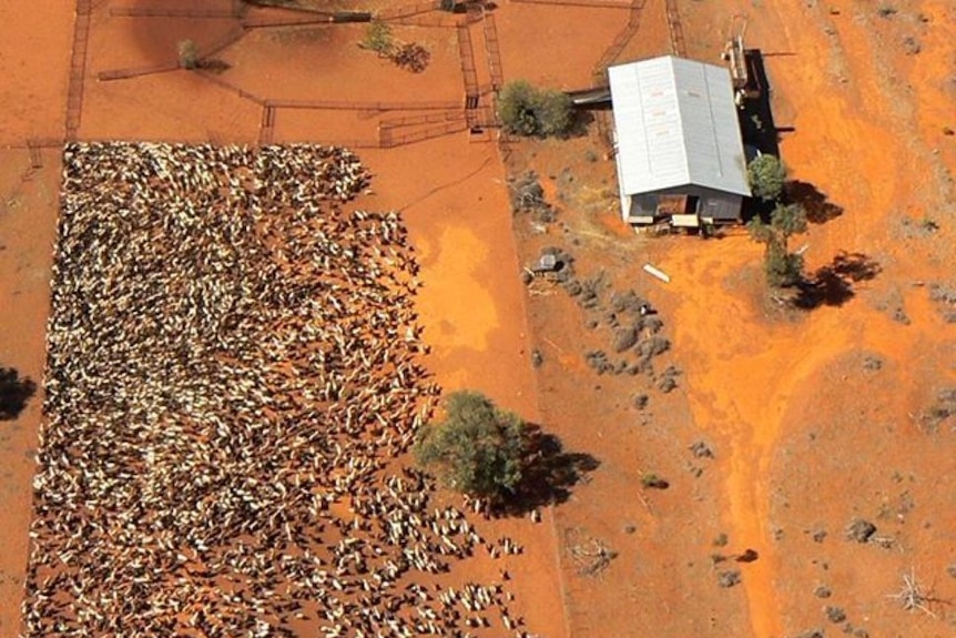 Overhead shot of goats being rounded up in a yard.