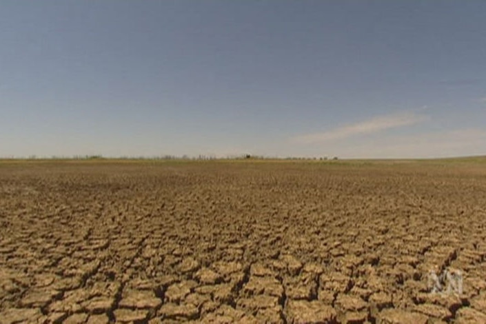 A paddock in drought