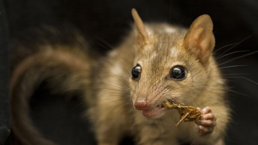 A small marsupial eating an insect