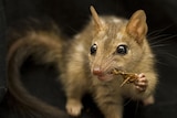 A small marsupial eating an insect