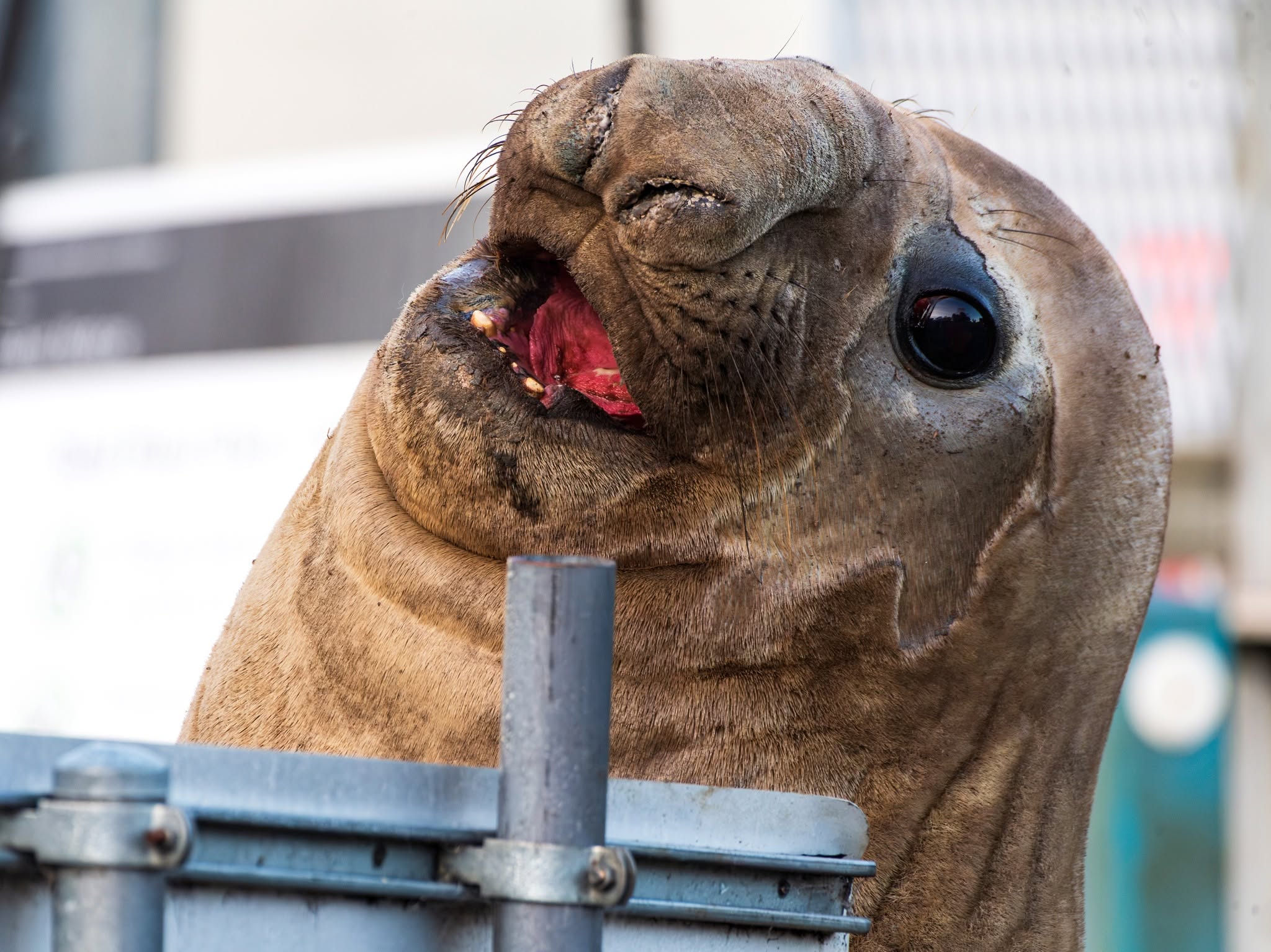 A close-up of the snout of a wild elephant seal, known as the Nile seal, at Seven Mile Beach on June 27, 2026.