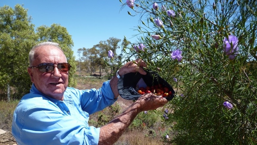 An old man in a blue long-sleeve shirt and wearing sunglasses holds his black cap filled with quandong fruit.