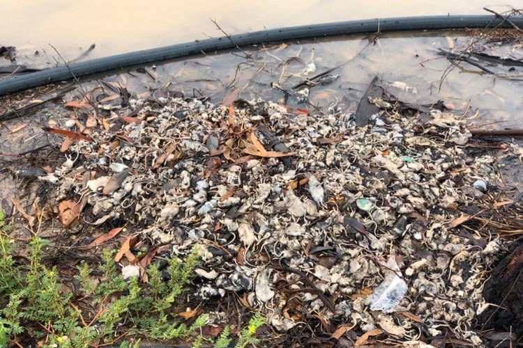 A massive pile of dead mice and leaves, surrounded by brown water.