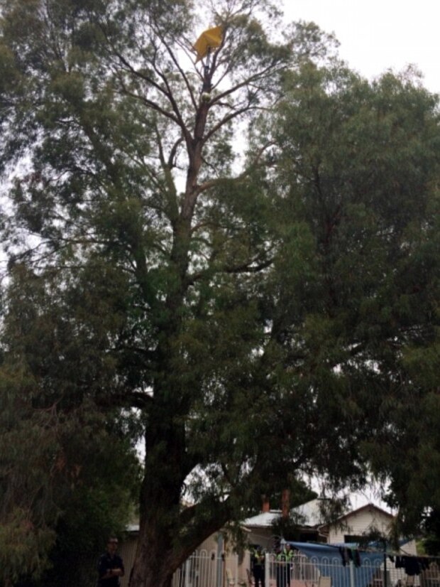 The star up a tree in the man's backyard in Kerang.