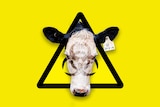 The biological hazard cows