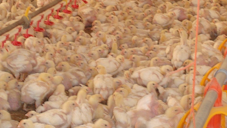 Chicken farm