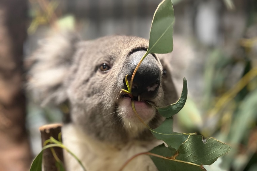 Reach Out Wildlife Australia Koala 