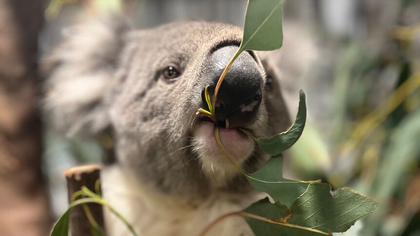 Greedy Koala Eats Nearly $4,000 Worth of Plants Meant for Others