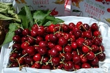 Freshly picked cherries at Reid Fruits Derwent Valley orchard