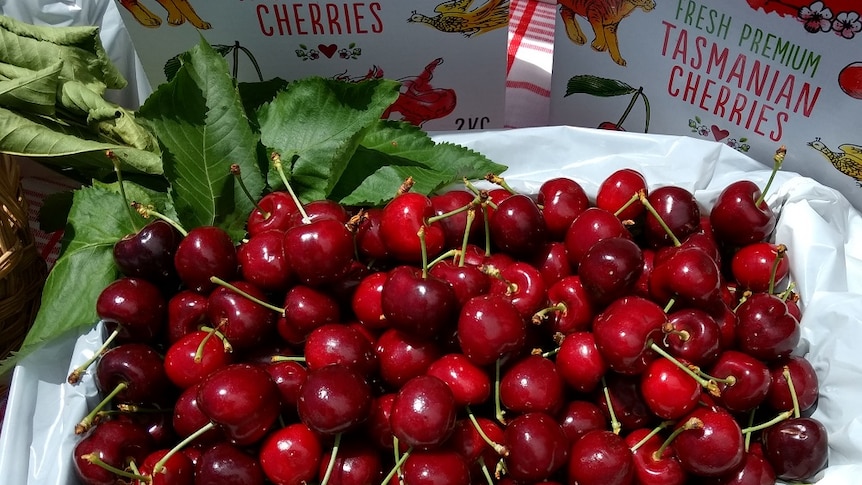 Freshly picked cherries at Reid Fruits Derwent Valley orchard