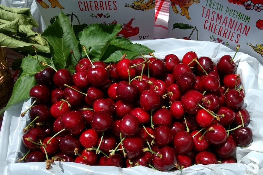 Freshly picked cherries