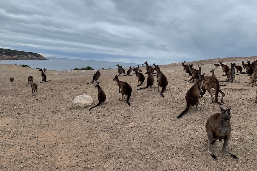 A group of kangaroos on dirt with the sea behind