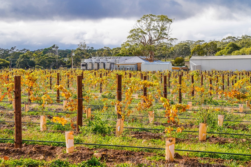 Grapevines on trellises in autumn with wine sheds in the distance.