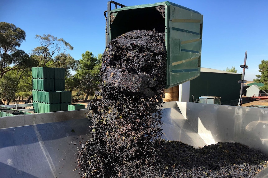 A large bin of grapes is tipped into a silver crusher.