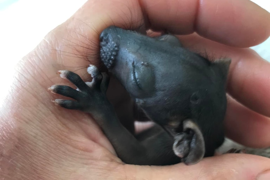 Human hand holding Tasmanian devil joey.