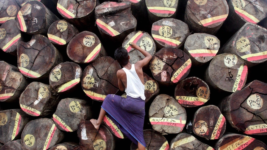 Worker draws paint markings on wood logs being prepared for export