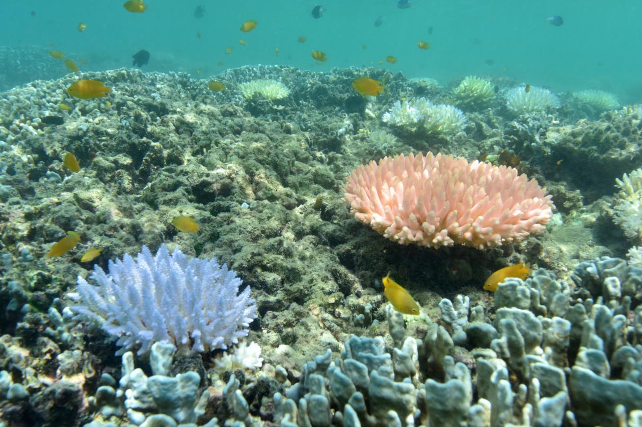 Great Barrier Reef Closeup pictures show stark effects of coral