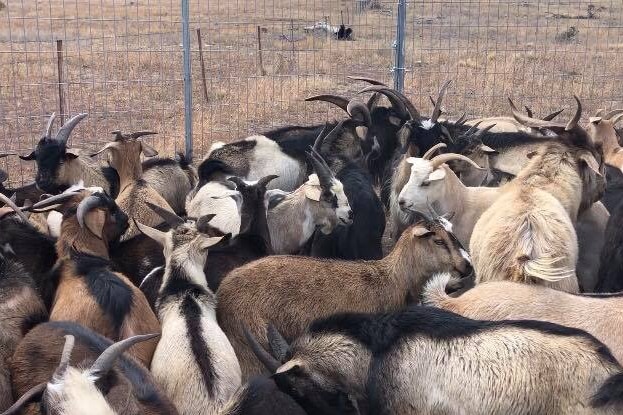 A herd of feral goats in regional, NSW