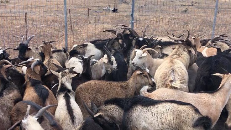 A herd of feral goats in regional, NSW