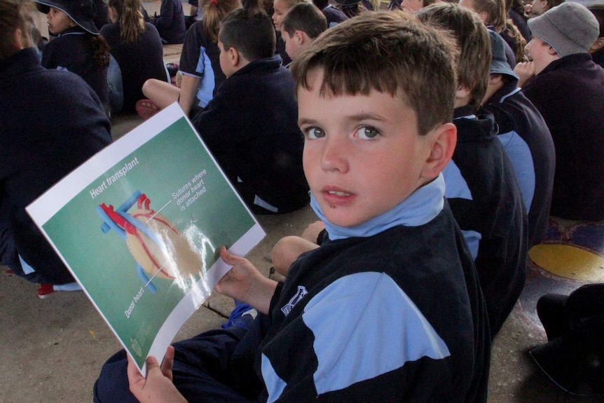 A primary aged school child, sitting with the rest of the school,  looks at a diagram of what happens in a heart transplant.