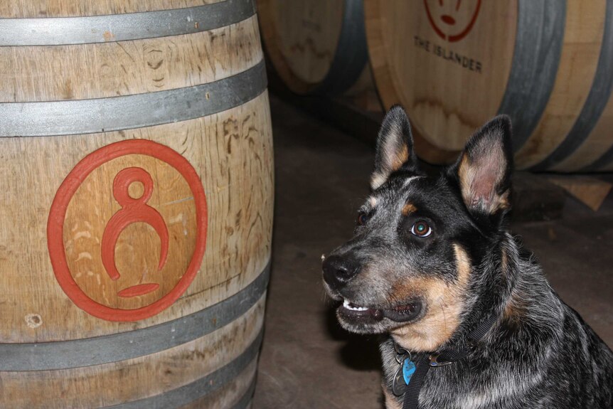 dog standing next to a wine barrel