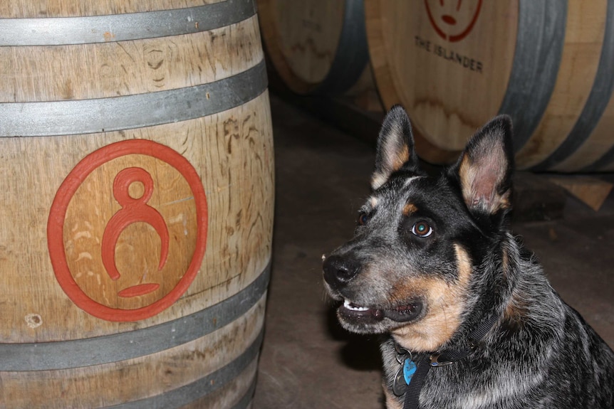 dog standing next to a wine barrel