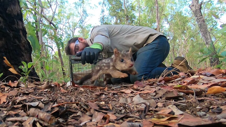 A small quoll leaps across leaf litter while a man crouches holding a cage
