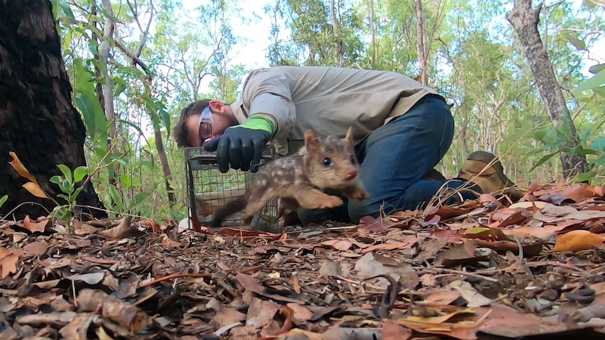A small quoll leaps across leaf litter while a man crouches holding a cage
