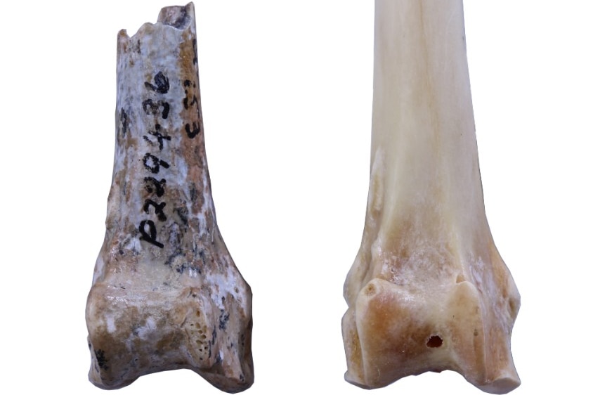 A darker bit of bone is compared to a lighter bone.