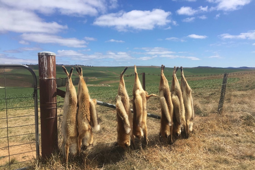 Seven fox carcasses strung up on a fence on a farm.