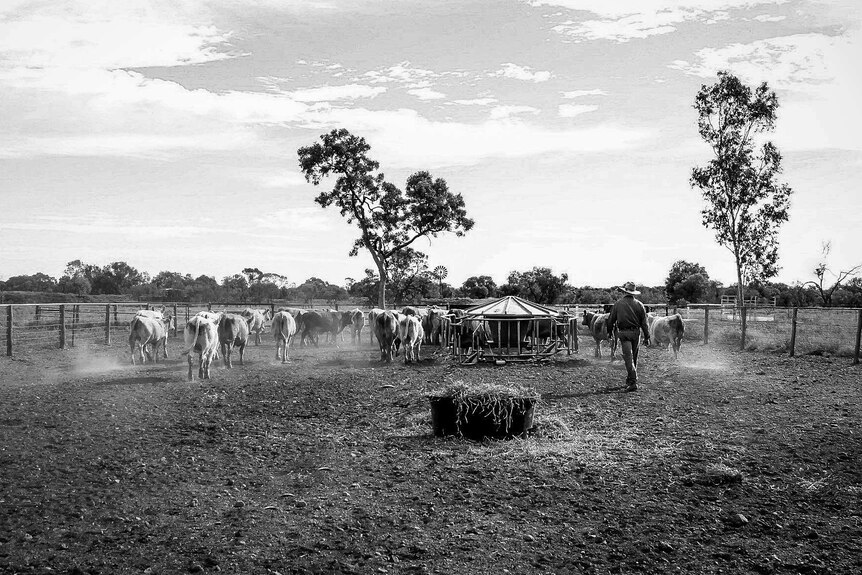 A black and white photo of grazier Peter Whip in a dusty paddock with his cattle.