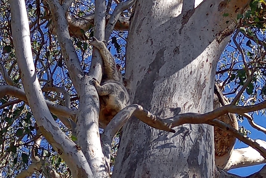 A koala, as seen from below, clinging to a tree branch beneath a sunny sky.