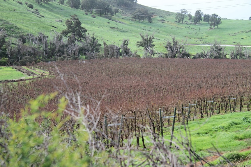 A picturesque orchard in Balingup