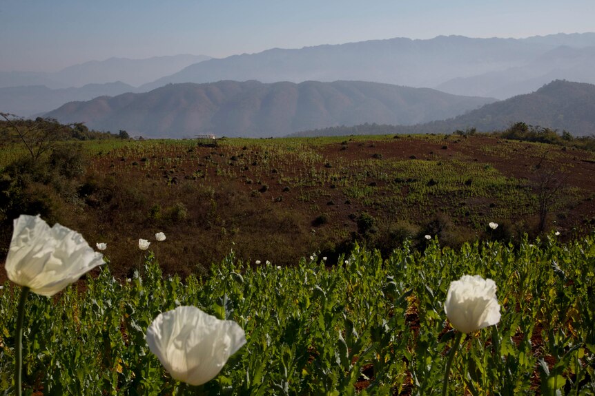 Florecientes campos de amapolas con flores blancas crecen frente a las montañas.