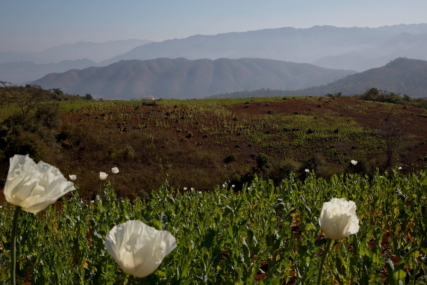 Des champs de pavot florissants aux fleurs blanches poussent devant les montagnes.