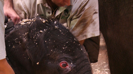 Surprise birth: The next 24 hours are critical to the baby elephant's survival.