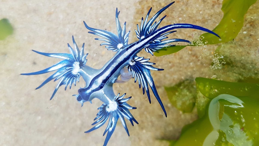 Sea slug blue Glaucus Atlanticus: