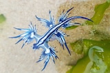 A bright blue sea slug