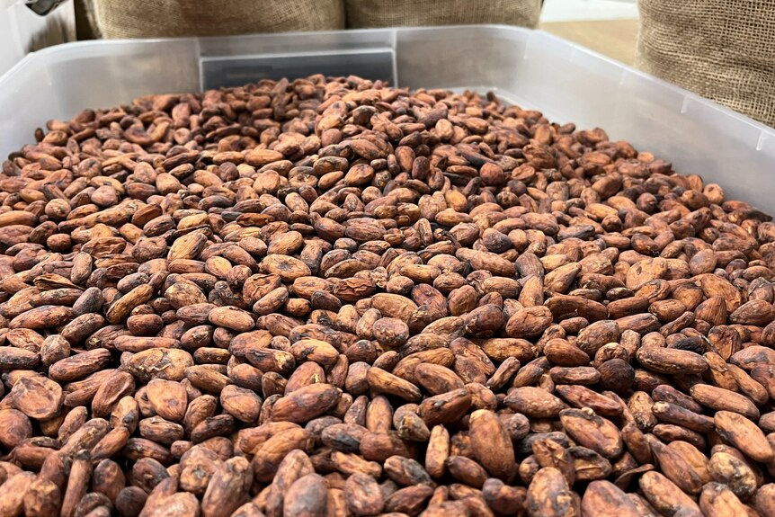 Cocoa beans in tub