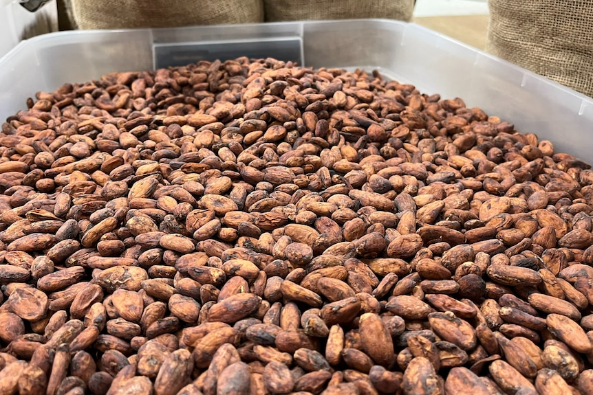 Cocoa beans in tub